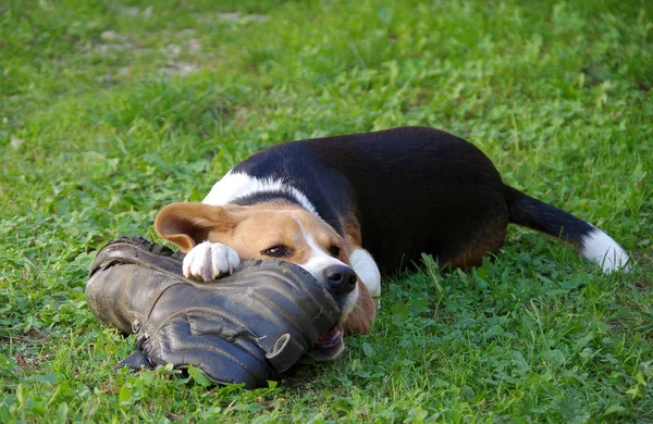 Cão beagle e sapato — Fotografia de Stock