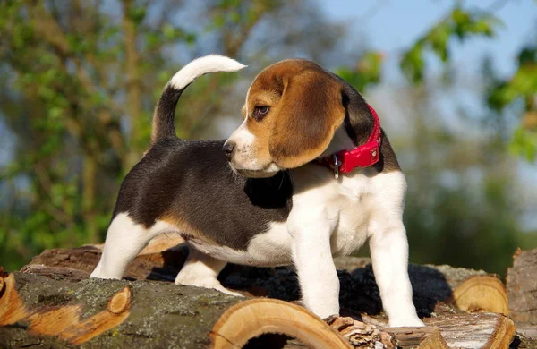 Beautiful beagle puppy — Stock Photo, Image