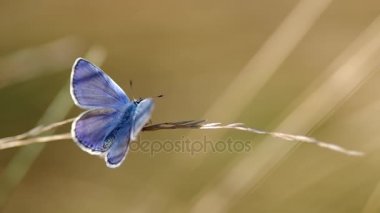 Genel mavi kelebek (Polyommatus icarus)