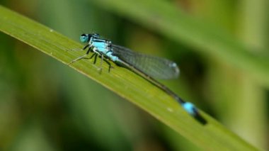 Yeşil yapraklı yusufçuk