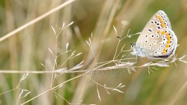 Genel mavi kelebek (Polyommatus icarus)