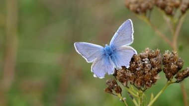 Genel mavi kelebek (Polyommatus icarus)