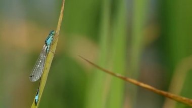 Yeşil yapraklı yusufçuk