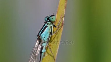 Yeşil yapraklı yusufçuk