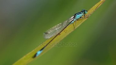 Yeşil yapraklı yusufçuk