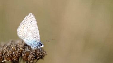 Genel mavi kelebek (Polyommatus icarus)