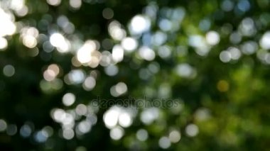 Yeşil bokeh etkisi