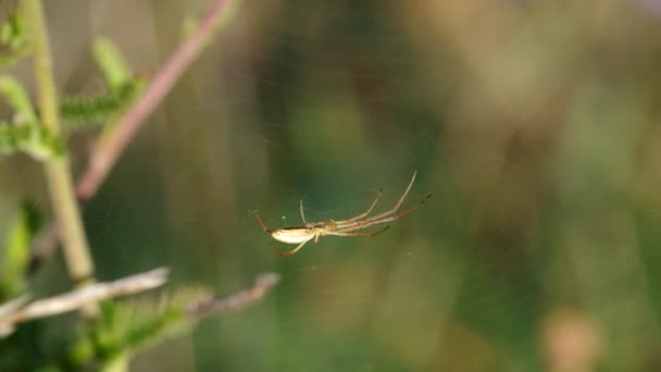 Spider in spiderweb — Stock Video