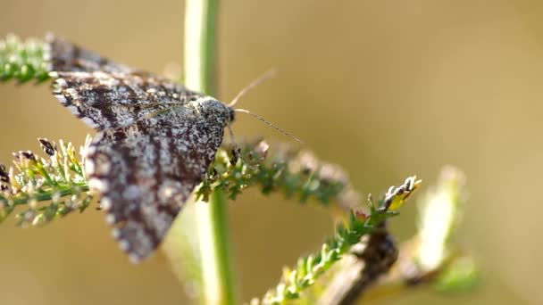 Nachtfalter im Sommer — Stockvideo