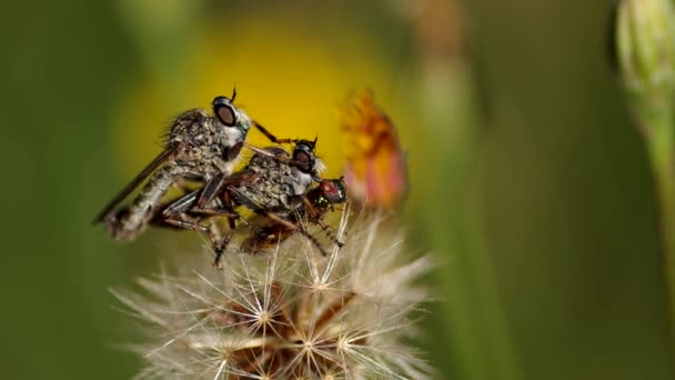 Три мухи на цветке — стоковое видео