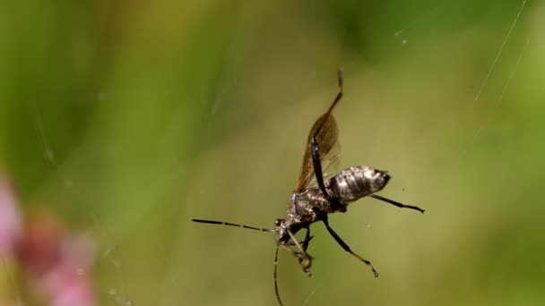 Chrząszcz złapany w Sieć pająka — Wideo stockowe