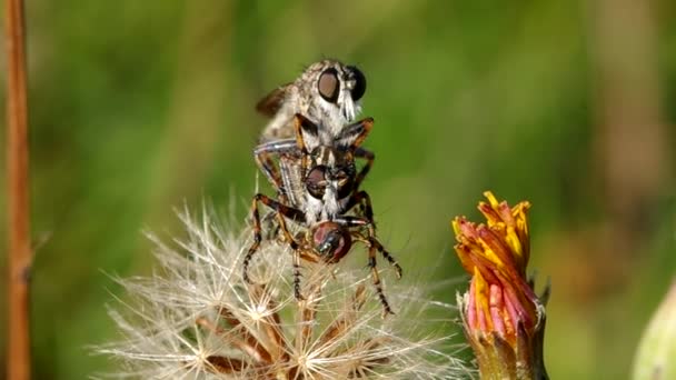 Trois mouches sur la fleur — Video