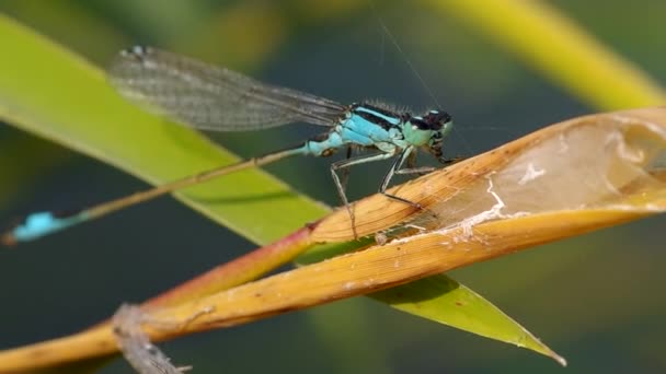 Dragonfly on green leaf — Stock Video