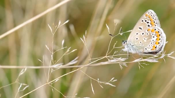 Papillon bleu commun (Polyommatus icarus)) — Video