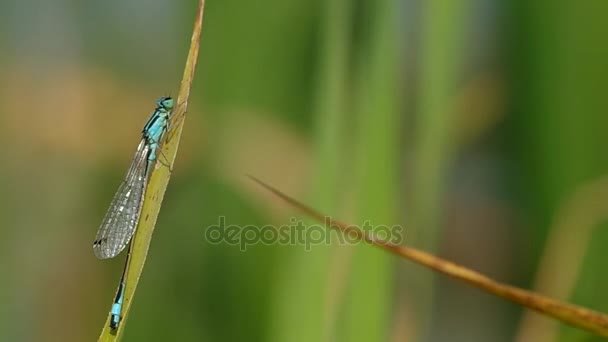 Libellula su foglia verde — Video Stock