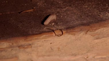 Larve Hylotrupes bajulus