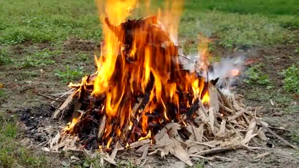 Verbranden van hout aangevallen door larven — Stockvideo