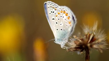 Ortak mavi kelebek. (Polyommatus coridon)