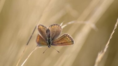 Ortak mavi kelebek. (Polyommatus coridon)
