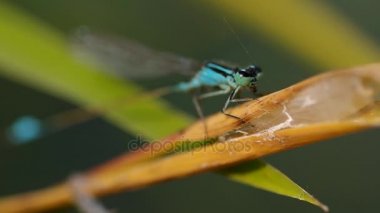 Yeşil yapraklı yusufçuk