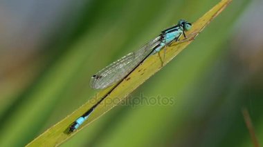 Yeşil yapraklı yusufçuk