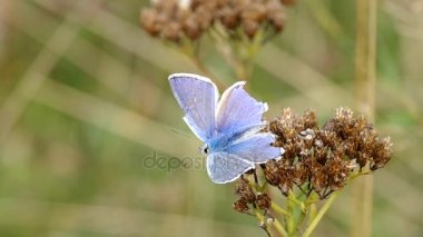 Ortak mavi kelebek. (Polyommatus coridon)
