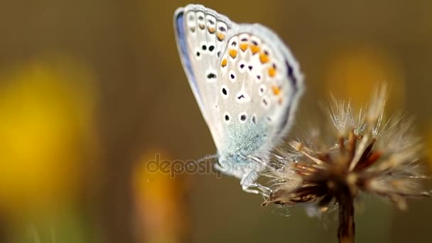 Schmetterling gemein blau. (Polyommatus coridon)) — Stockvideo