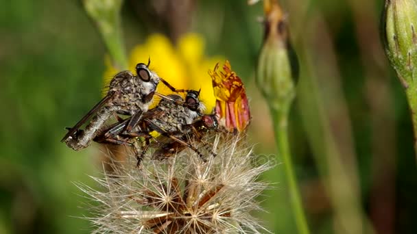 Три мухи на квітці — стокове відео