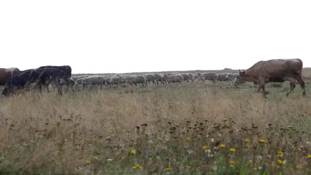 Rebanho de vacas e rebanho de ovinos — Vídeo de Stock