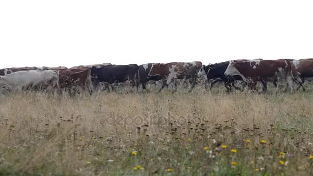Rebanho de vacas e rebanho de ovinos — Vídeo de Stock