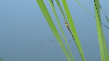 Yeşil yapraklı örümcek