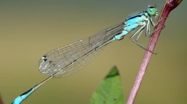 Yeşil yapraklı yusufçuk