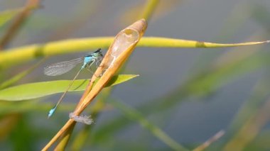 Yeşil yapraklı yusufçuk