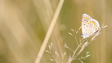 Genel mavi kelebek (Polyommatus icarus)