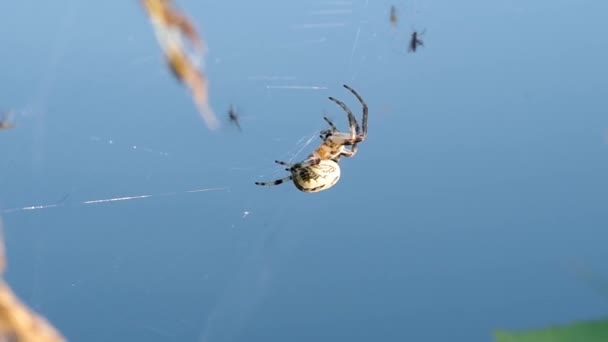 Spinne auf einem Spinnennetz — Stockvideo