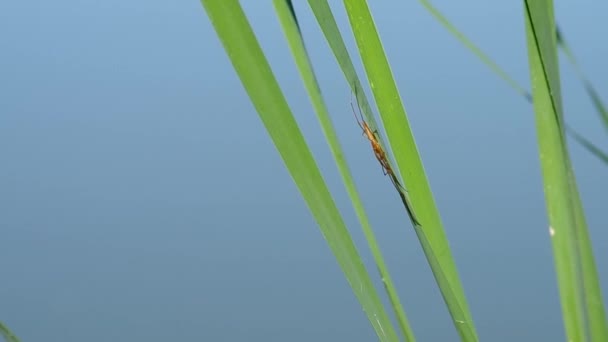 Spin op groen blad — Stockvideo