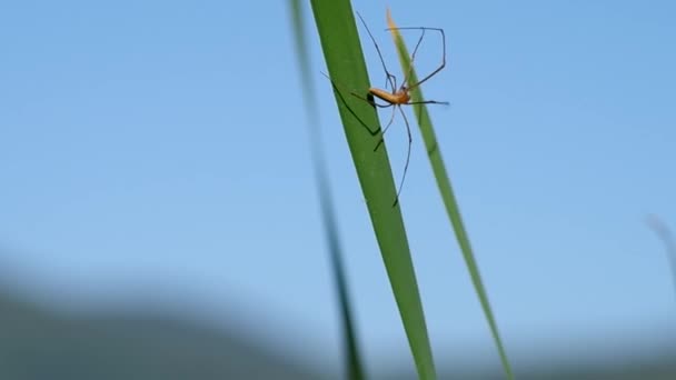 초록빛 잎에 있는 거미 — 비디오