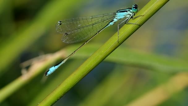 Dragonfly on green leaf — Stock Video