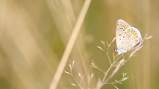 Mariposa azul común (Polyommatus icarus) — Vídeos de Stock