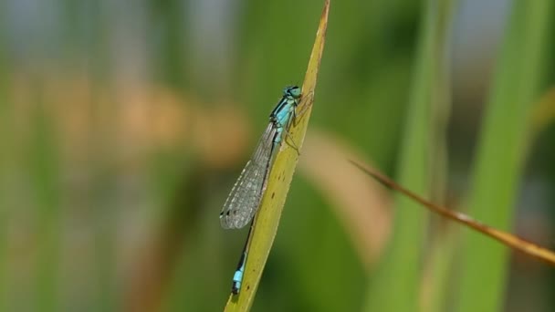 Dragonfly på grønt blad – stockvideo