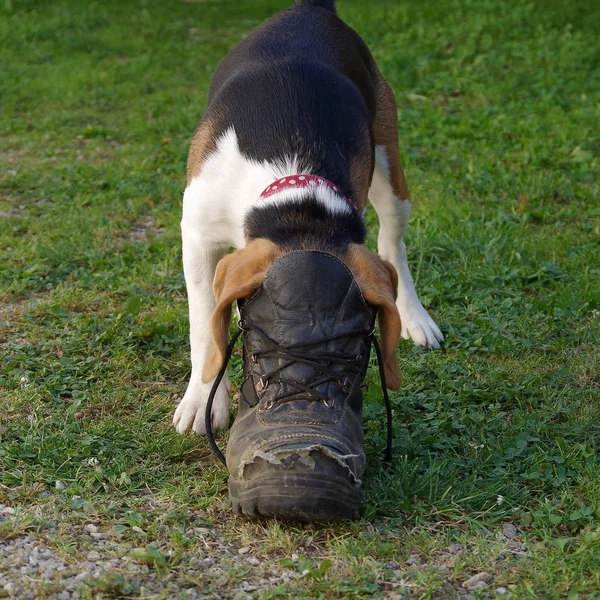 Λαγωνικό σκύλο και παπούτσι — Φωτογραφία Αρχείου