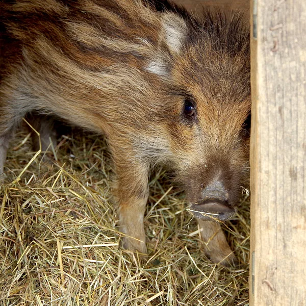 Kleine wild varken — Stockfoto