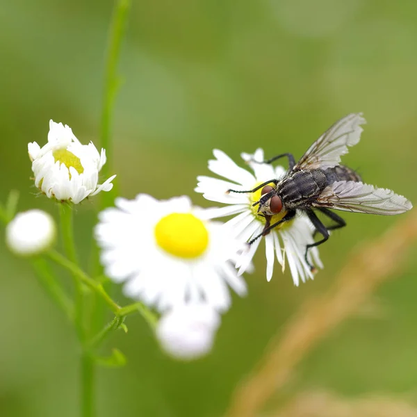 Fly on Flower — стоковое фото