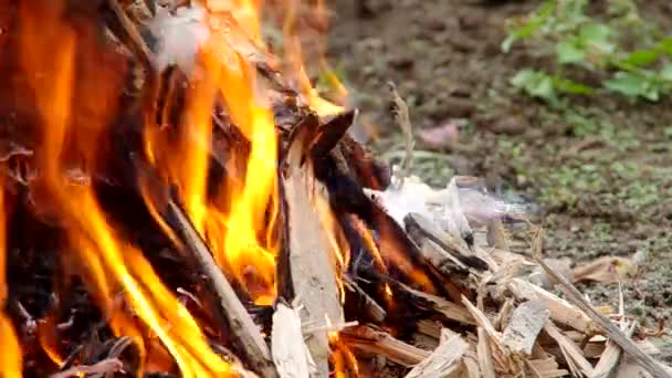 Madera ardiendo atacada por larvas — Vídeo de stock