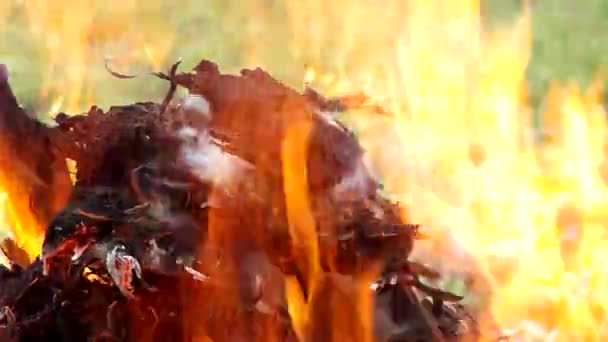 在绿色背景上的橙色火焰 — 图库视频影像