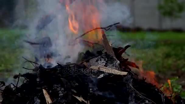 Orange flame on a green background - rake in a fire — Stock Video