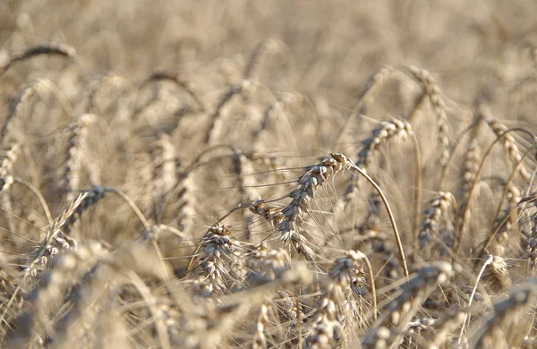 Buğday dolu tarla — Stok fotoğraf