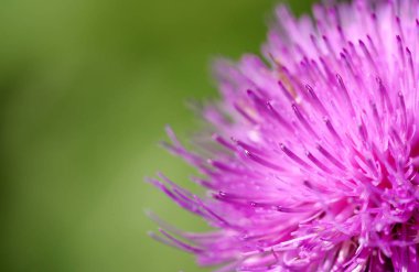 Çiçek thistle pembe