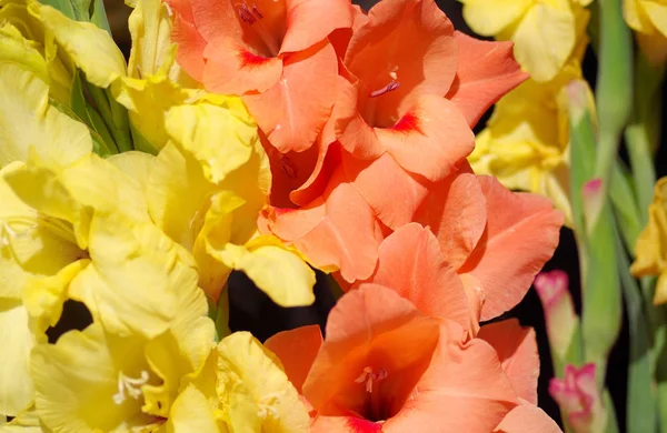 Detalhe da flor do gladíolo — Fotografia de Stock