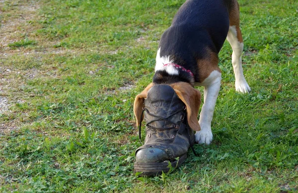 Dog beagle and shoe — Stock Photo, Image
